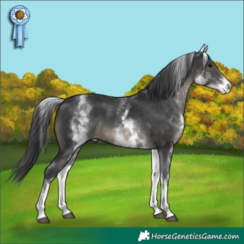 Horse Color:White Spotted Black Rabicano 