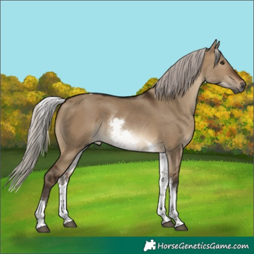 Horse Color:Gray White Spotted Silver Bay Dun Tobiano 