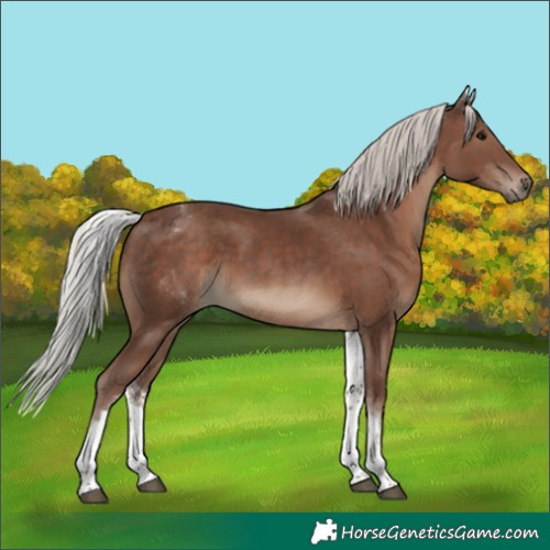 Horse Color:White Spotted Silver Black Rabicano 