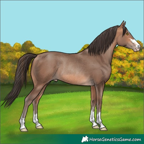 Horse Color:Amber Champagne Rabicano 