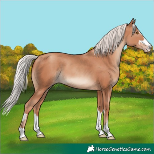 Horse Color:Silver Classic Champagne