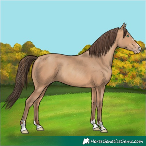 Horse Color:Amber Champagne 