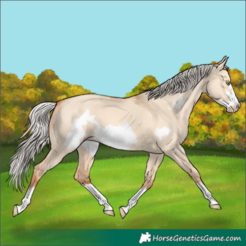 Horse Color:Silver Amber Champagne Dun Frame