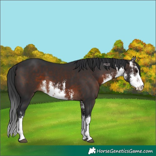 Horse Color:White Spotted Brown