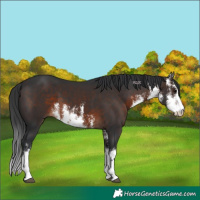 Horse Color:White Spotted Brown