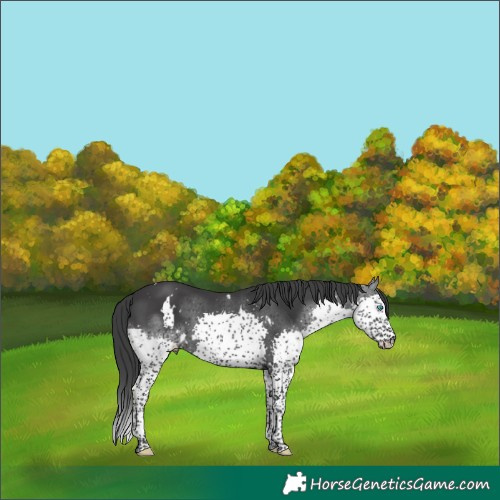 Horse Color:White Spotted Black Splash Tobiano 