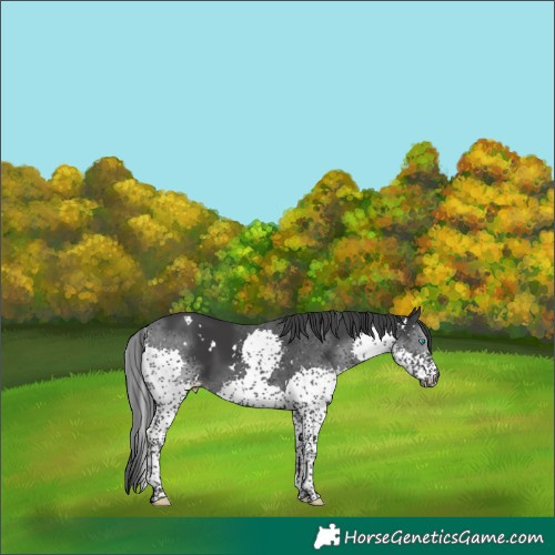 Horse Color:White Spotted Black Splash Tobiano 