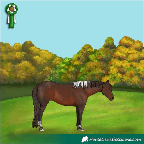 Horse Color:Liver Chestnut Tobiano 