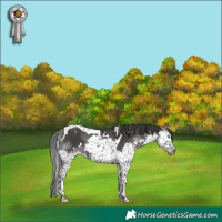 Horse Color:White Spotted Black Splash Tobiano Rabicano