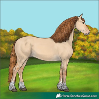 Horse Color:Red Dun