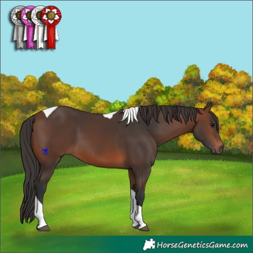 Horse Color:Brown Tobiano 