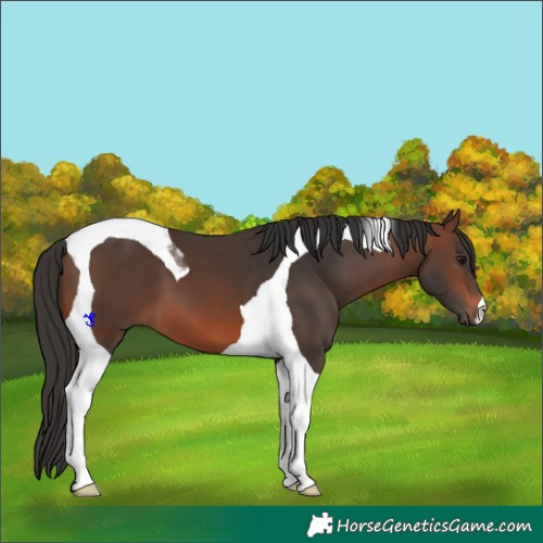 Horse Color:Brown Tobiano 