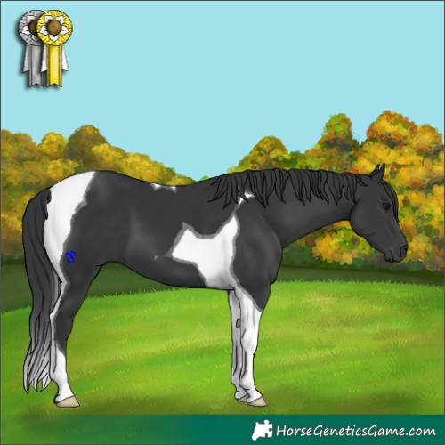 Horse Color:Black Tobiano 