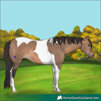 Horse Color:Brown Dun Tobiano 