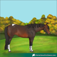 Horse Color:Brown Tobiano
