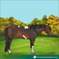 Horse Color:Brown Tobiano