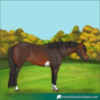 Horse Color:Brown Tobiano