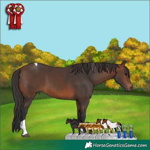 Horse Color:Brown Tobiano