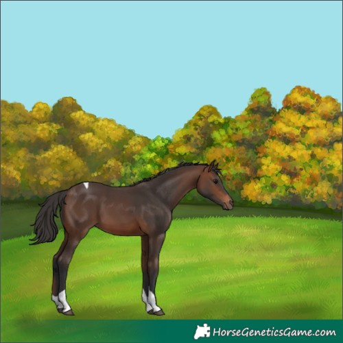 Horse Color:Brown Tobiano 