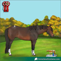 Horse Color:Brown Tobiano