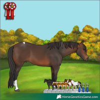 Horse Color:Brown Tobiano