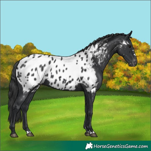 Horse Color:Black Appaloosa 