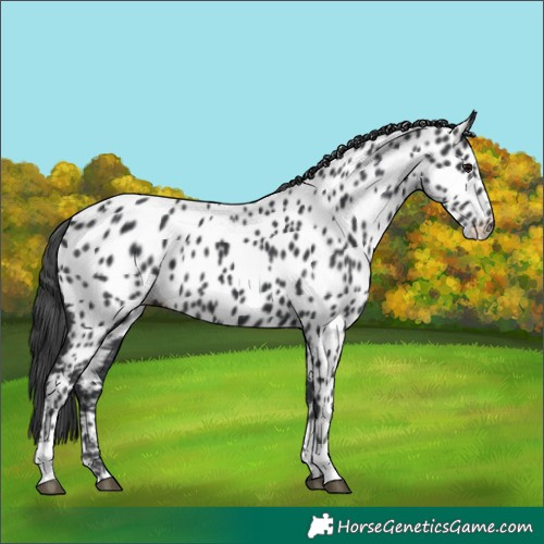 Horse Color:Black Appaloosa 