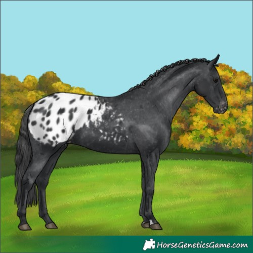 Horse Color:Black Appaloosa 