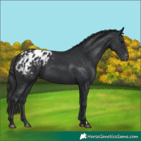 Horse Color:Black Appaloosa 