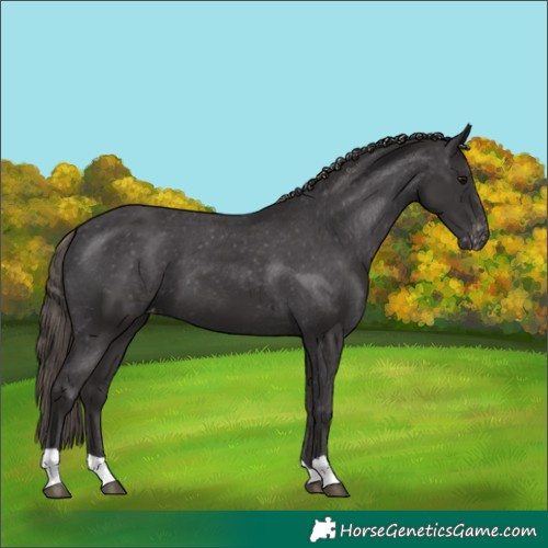 Horse Color:Smoky Black Appaloosa 