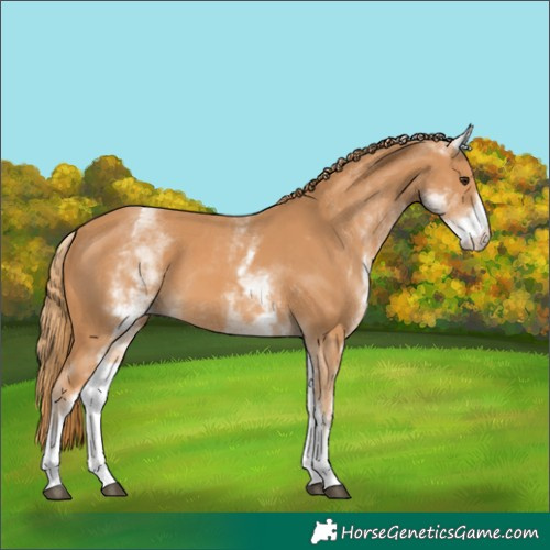 Horse Color:White Spotted Chestnut 