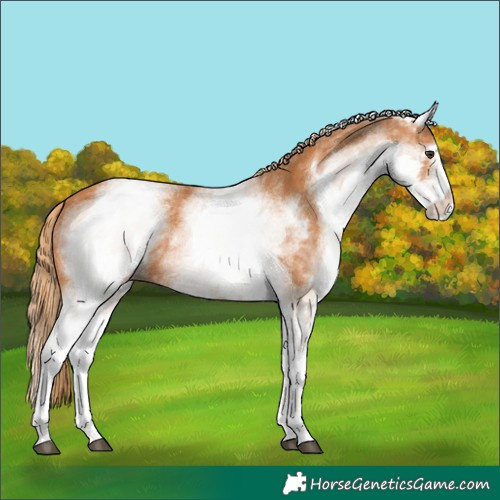 Horse Color:White Spotted Chestnut 