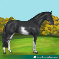 Horse Color:White Spotted Black