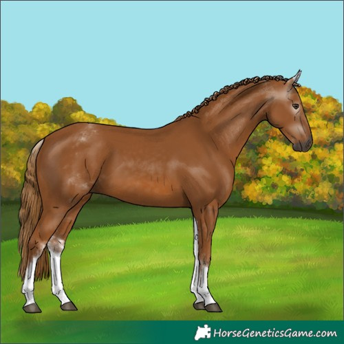 Horse Color:Gray White Spotted Chestnut 