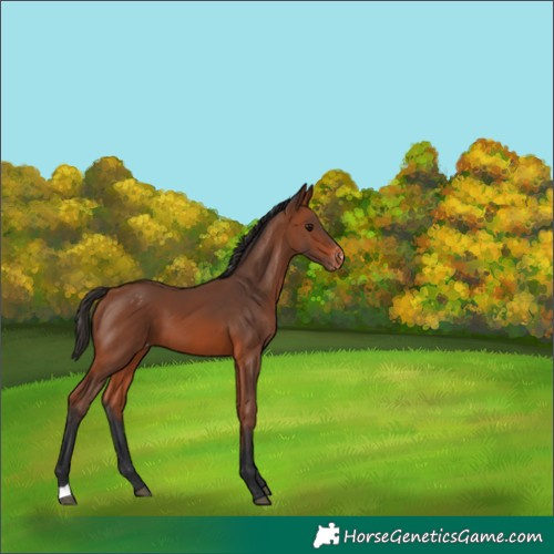Horse Color:Bay Appaloosa 