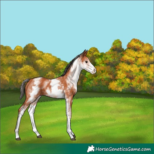 Horse Color:White Spotted Bay 
