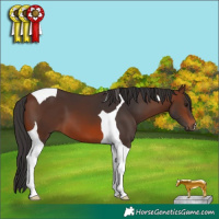 Horse Color:Brown Tobiano 