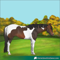 Horse Color:Brown Tobiano 