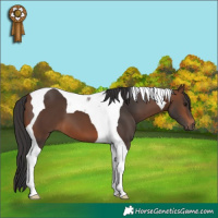 Horse Color:Brown Tobiano 