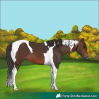Horse Color:Brown Tobiano 