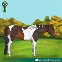 Horse Color:Brown Tobiano