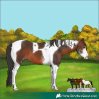 Horse Color:Brown Sabino Tobiano