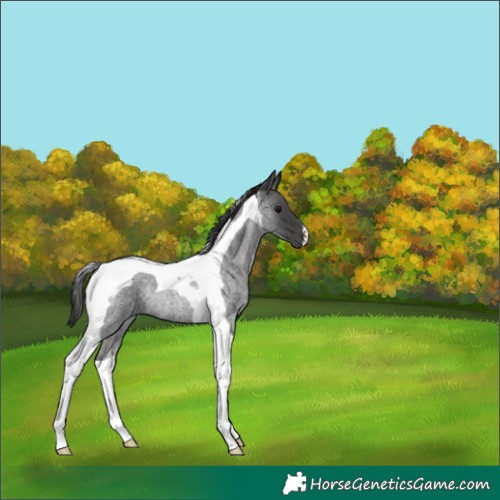 Horse Color:Blue Roan Tobiano Rabicano 