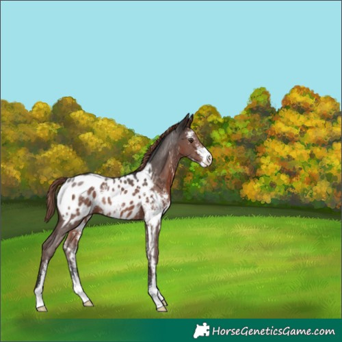 Horse Color:Liver Chestnut Sabino Appaloosa Rabicano 