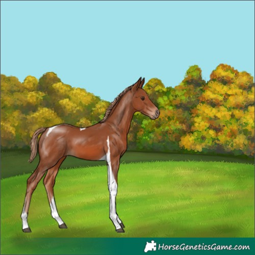 Horse Color:Chestnut Tobiano 