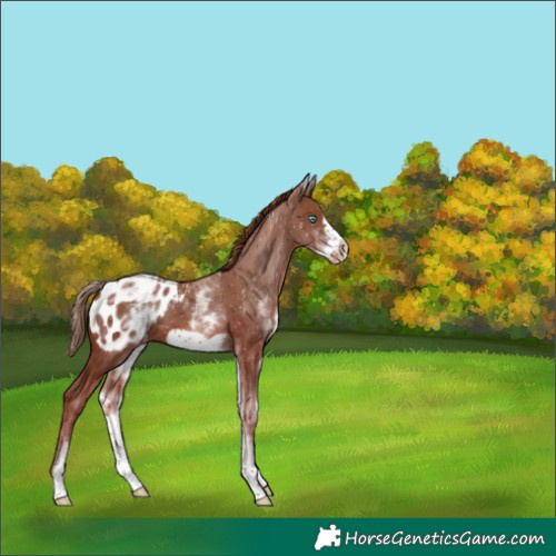 Horse Color:White Spotted Chestnut Frame Appaloosa 