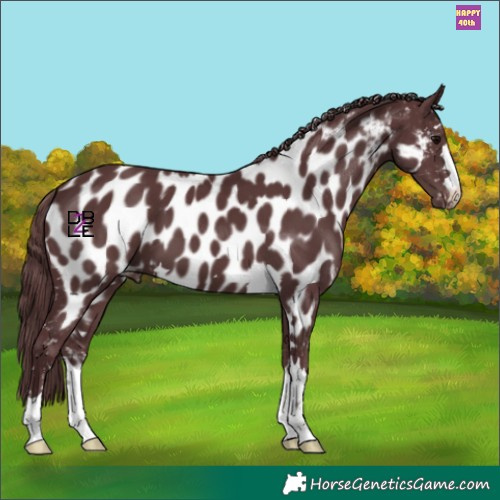 Horse Color:Chocolate Black Appaloosa