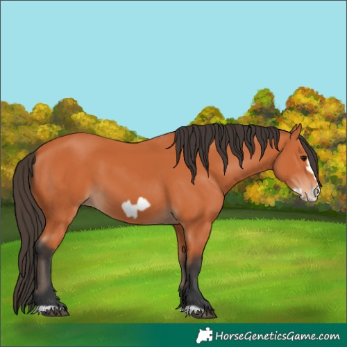 Horse Color:Bay Frame
