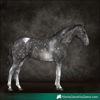 Horse Color:Platinum Brown Tobiano Appaloosa 