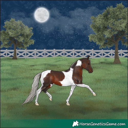 Horse Color:Silver Brown Tobiano 